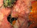 araignée à nez pointu stenorhynchus seticornis